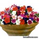 Петуния мелкоцветковая - Petunia milliflora