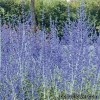 Перовскія лебедолистна - Perovskia atriplicifolia