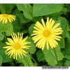 Доронікум східний - Doronicum orientale