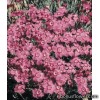 Гвоздика гренобльська - Dianthus gratianopolitanus