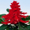 Серія "Red Alert" (Hem Genetics)