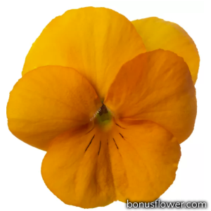 Виола Penny Pro Orange