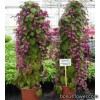 Родохітон - Rhodochiton atrosanguinea