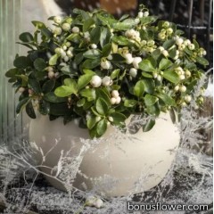 Гаультерия Winter Pearls™`Big Berry White