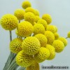 Краспедія кругла - Craspedia globosa