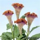 Целозия гребенчатая - Celosia cristata