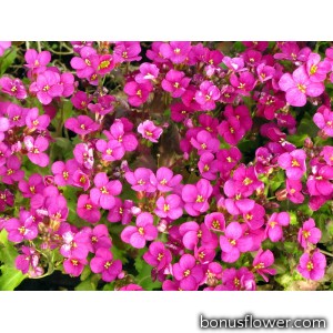 Арабис крупноцветковый, розовый