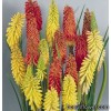 Тритома - Kniphofia (Tritoma)