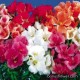 Кларкия (Годеция) - Clarkia amoena (Godetia) Кларкия (Годеция) - Clarkia amoena (Godetia)