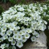 Аренарія (піщанка) гірська - Arenaria montana