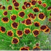 Космідіум - Cosmidium