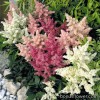 Астільба - Astilbe arendsii 