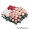 Маргаритка - Bellis perennis