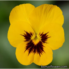 Виола Penny Pro Yellow with Blotch