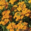 Жовтяшник (Еризимум) - Erysimum