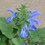 Сальвия отклоненная - Salvia patens