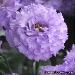 Эустома (Лизиантус) Corelli SU 1 Light Lavender