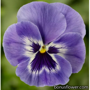 Купить Виола Виттрока - Viola wittrockiana (Pansy) - лучшие цены