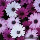 Остеоспермум, Арктотис - Osteospermum ecklonis Остеоспермум, Арктотис - Osteospermum ecklonis