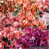 Горошок запашний (Чина) - Lathyrus odoratus nanus