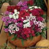  Гвоздика гібридна - Dianthus hybrida