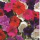 Петуния мелкоцветковая - Petunia milliflora Петуния мелкоцветковая - Petunia milliflora