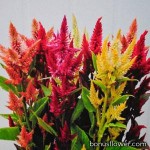 Целозия колосковая - Celosia spicata