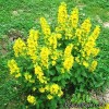 Вербейник - Lysimachia