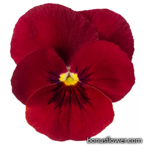 Виола Penny Pro Red