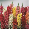  Серія "LIBERTY CLASSIC ™" (Syngenta)