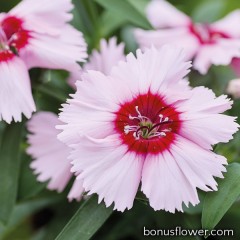 Гвоздика кит Divinity purple centered white