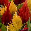 Целозія  - Celosia