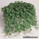 Дихондра - Dichondra Дихондра - Dichondra