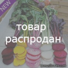 Свекла - Beetroot 