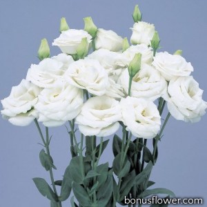 Эустома (Лизиантус) Rosita® 3: Pure White