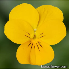Виола Penny Pro Yellow