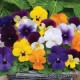 Виола рогатая - Viola cornuta