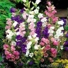 Дзвіночок  - Campanula 