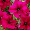 Серія "TANGO" (Hem Genetics)