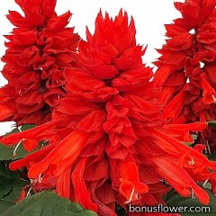 Сальвия сверкающая Fire Breather Red