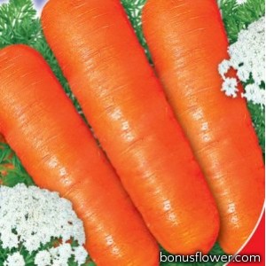 Морковь Детская
