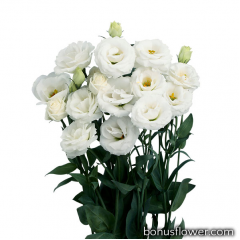Эустома (Лизиантус) Rosita® 4: White