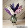 Дельфініум однорічний - Delphinium