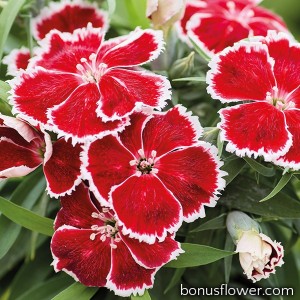Гвоздика кит Divinity scarlet bicolor