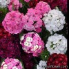 Гвоздика турецька - Dianthus barbatus