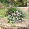 Гіпсофила - Gypsophila 