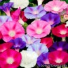 Іпомея - Ipomoea