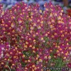 Лінарія гібридна - LINARIA 