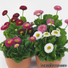Серія "BellaDaisy" (Benary)