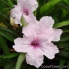 Руелія Бріттона - Ruellia brittoniana
